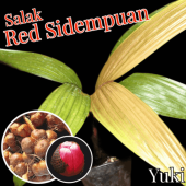 ����å��ѡ��� ���[�ʼ�:��åɡ����ǥ�ץ���] Salacca edulis ��Red Sidempuan��