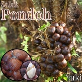 ����å��ѡ��� ���[�ʼ�:�ݥ�ɡ�] Salacca edulis ��Pondoh��