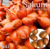 ����å��ѡ��� ���[�ʼ�:��������] Salacca wallichiana ��Sakum��(�������˾��ʤ��ʼ�) /ͽ����:������λ����ȯ��