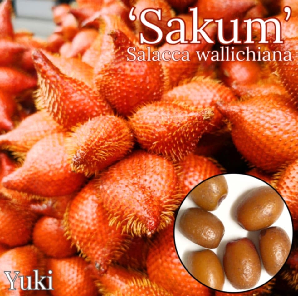 サラッカパーム 種子[品種:サコーン] Salacca wallichiana ‘Sakum’(棘が非常に少ない品種) /予約商品:生産完了次第発送