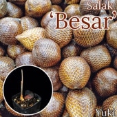 ����å��ѡ��� ��[�ʼ�:�٥�] Salacca edulis Bali ��Besar��
