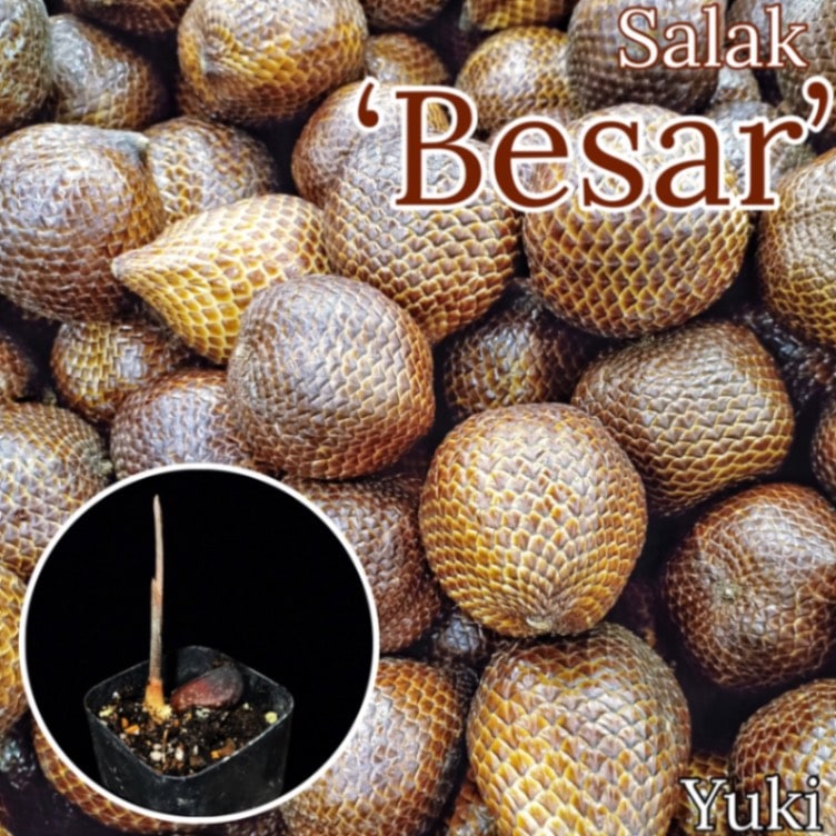 サラッカパーム 苗[品種:ベサ] Salacca edulis Bali ‘Besar’
