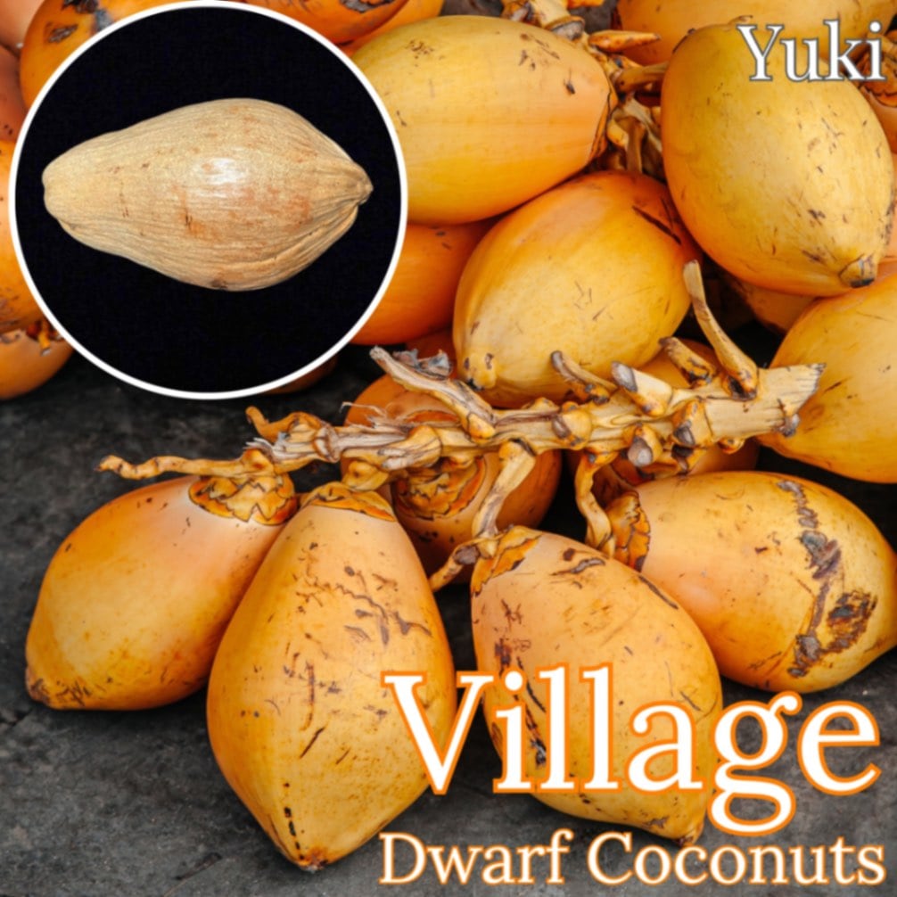 ドワーフ・ココナッツ 種子[品種:ヴィレッジ] Dwarf coconuts 'Village'