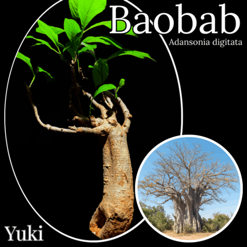 アフリカ・バオバブ 盆栽仕立て[観葉植物] Adansonia digitata