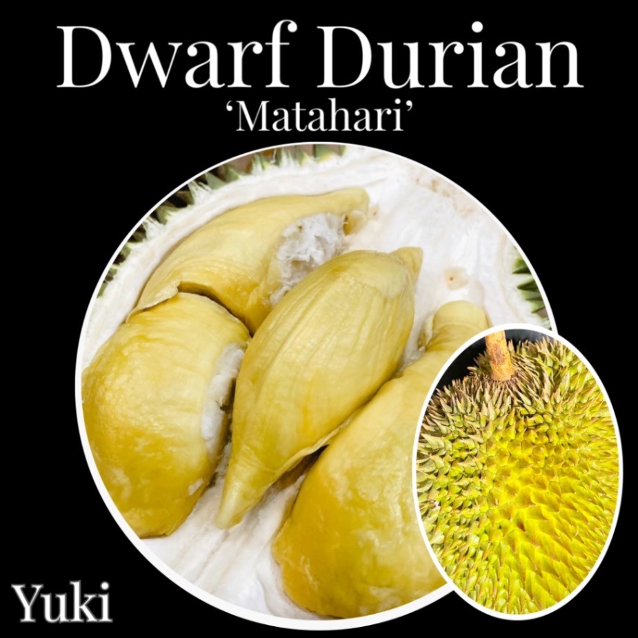 ドワーフ・ドリアン 発根種子[品種:マタハリ] Durio zhibetinus 'Matahari'