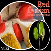 ドリアン・Durio苗 熱帯果樹苗販売・通販ならユーキーズ