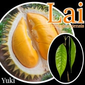 ドリアン・Durio苗 熱帯果樹苗販売・通販ならユーキーズ