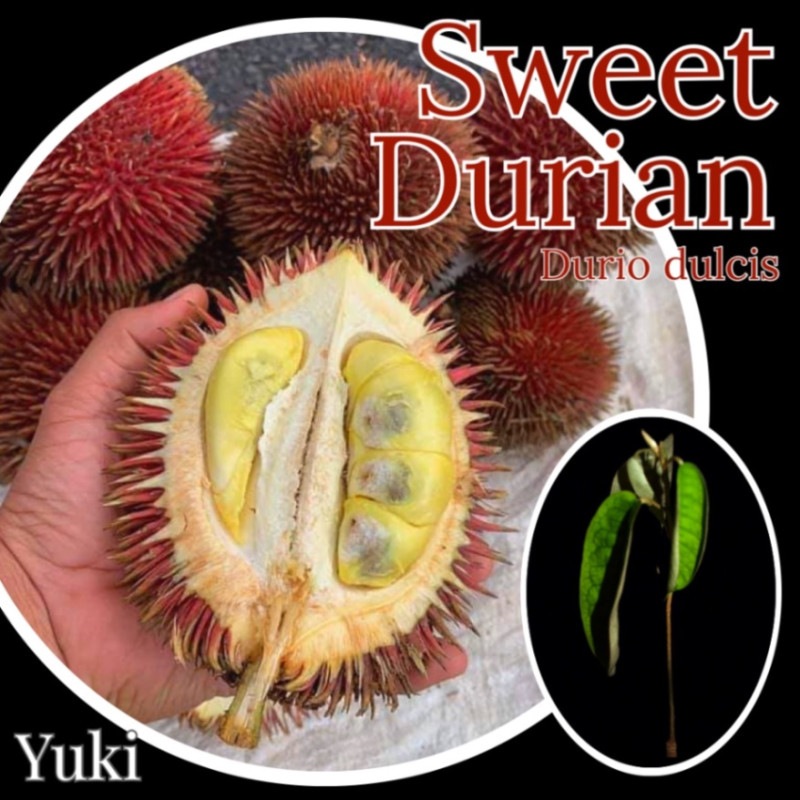 ドリアン激レア品種Durio Kutejensis 苗 ドリアン激レア品種Durio