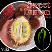 ドリアン・Durio苗 熱帯果樹苗販売・通販ならユーキーズ