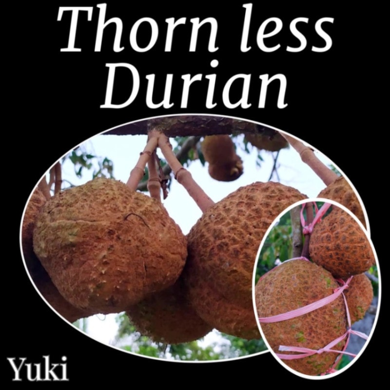ドリアン激レア品種 Durio Testudinarius 苗 ドリアン激レア品種 Durio Testudinarius 苗