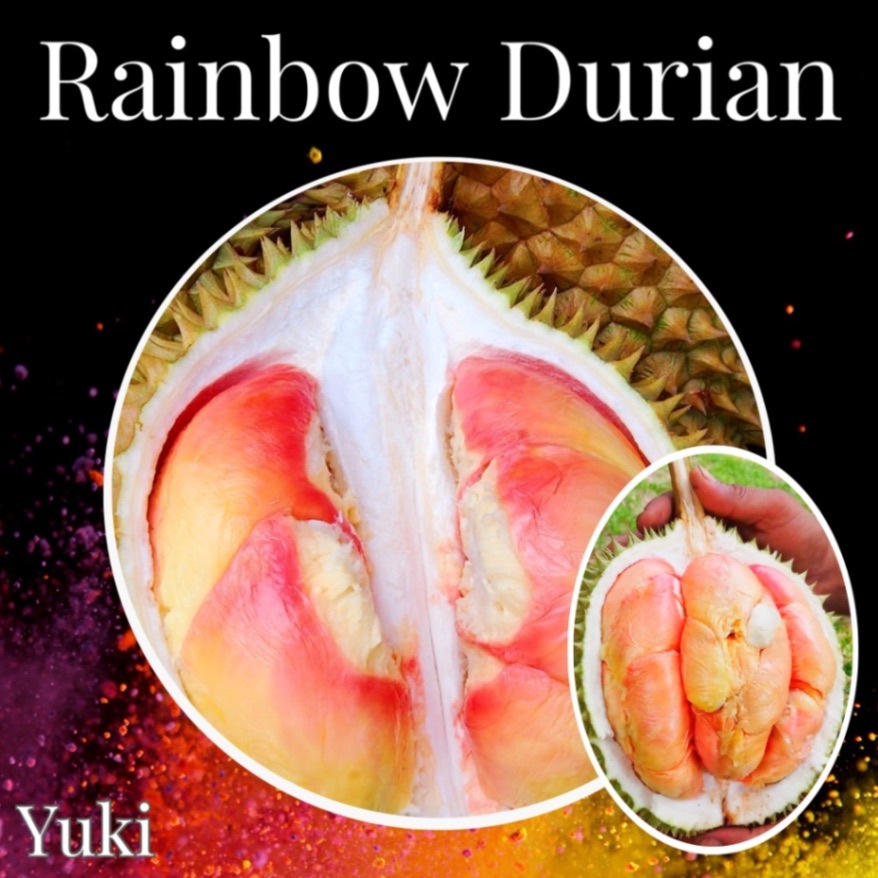 ドリアン激レア品種Durio Kutejensis 苗 ドリアン激レア品種Durio Kutejensis 苗