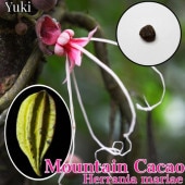 إ˥ޥꥢ[磻ɡ/ޥƥ󥫥] 