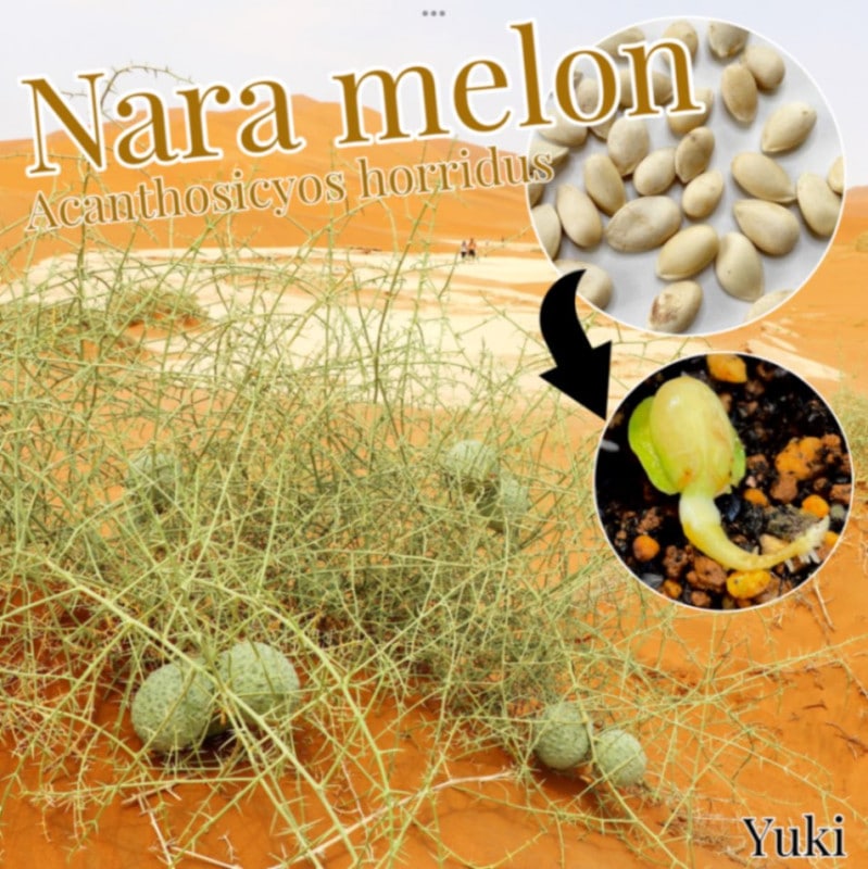 �ʥ����� ���