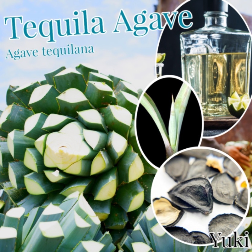 テキーラ・アガベ Agave tequilana 種子
