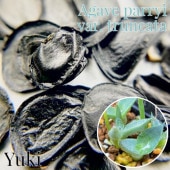 [ͽ����]�����١�����󥫡��� Agave parryi var. truncata ��