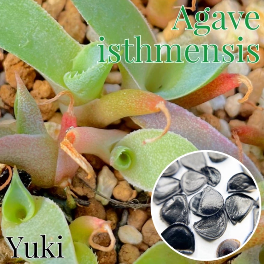 [予約商品]アガベ・シスメンシス Agave isthmensis 苗