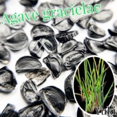 �����١����饷���饨 Agave gracielae ȴ����