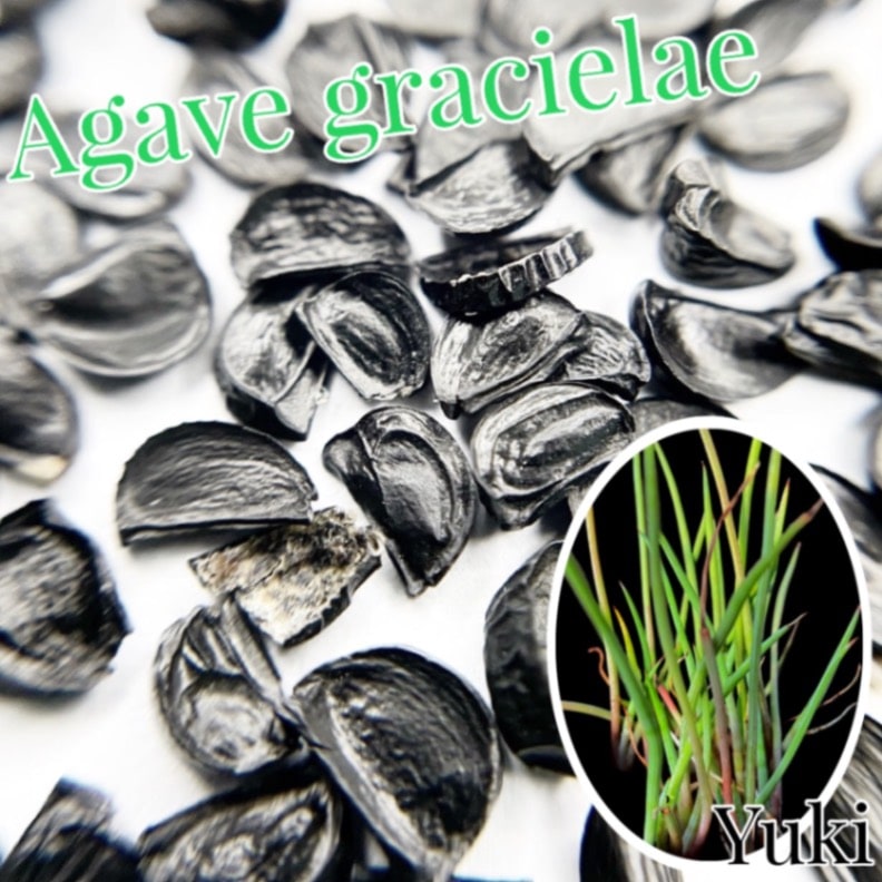 アガベ・グラシエラエ Agave gracielae 抜き苗