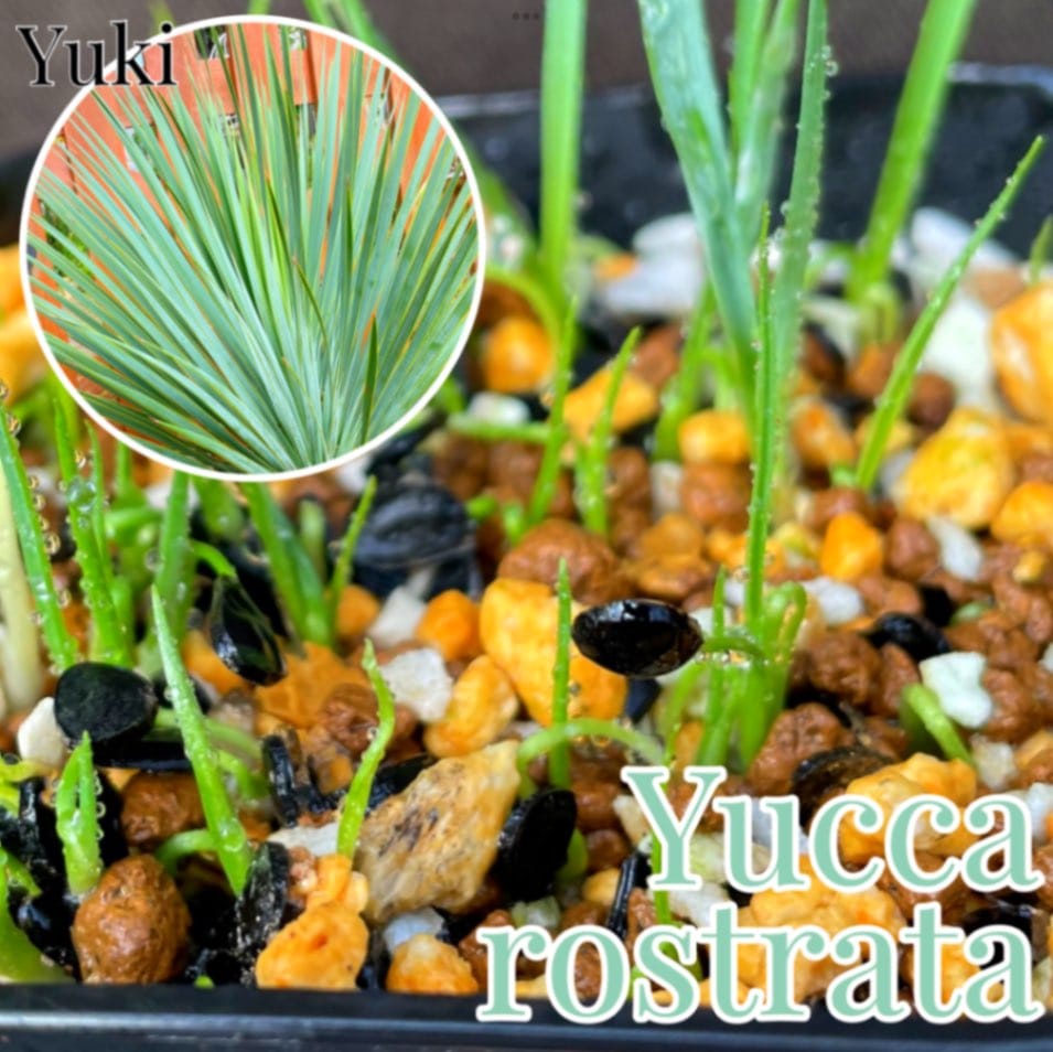 予約商品] ユッカ・ロストラータ Yucca rostrata 抜き苗/生産完了次第