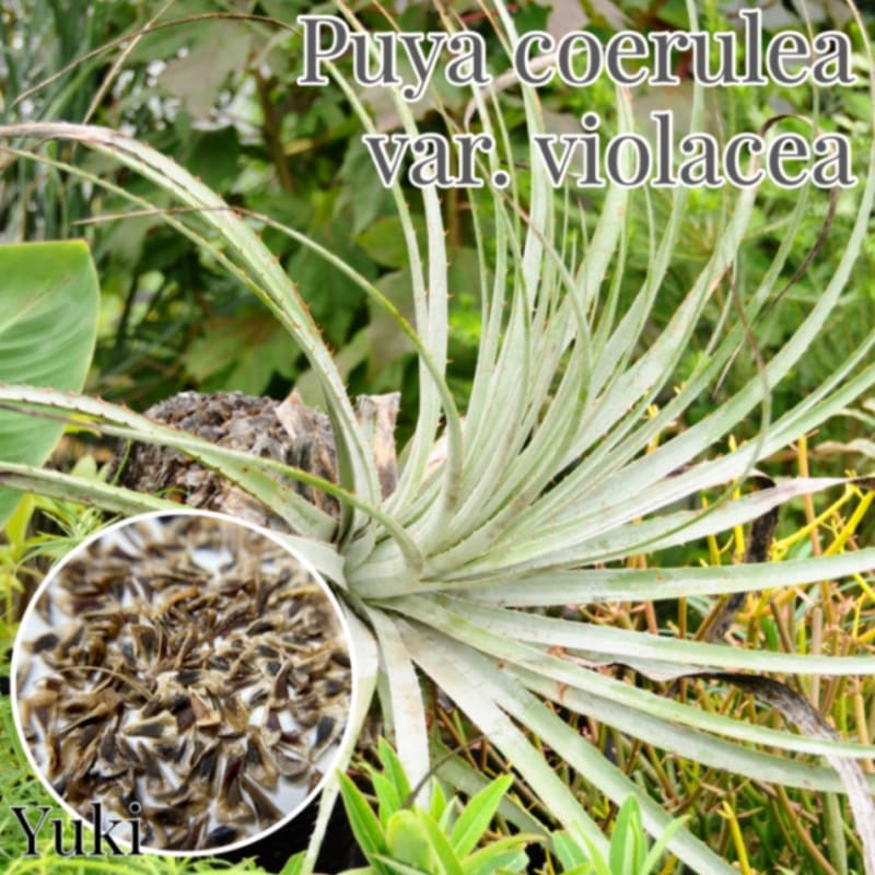 プヤ セルーレア L ワイルドタイプ