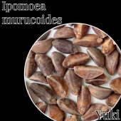 [ͽ]ݥᥢ륳ǥ ҡλȯ