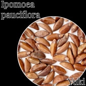 [ͽ]ݥᥢѥեꥢ ҡλȯ