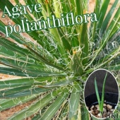 [�����١��ݥ�󥶥ե��ꥢ ��