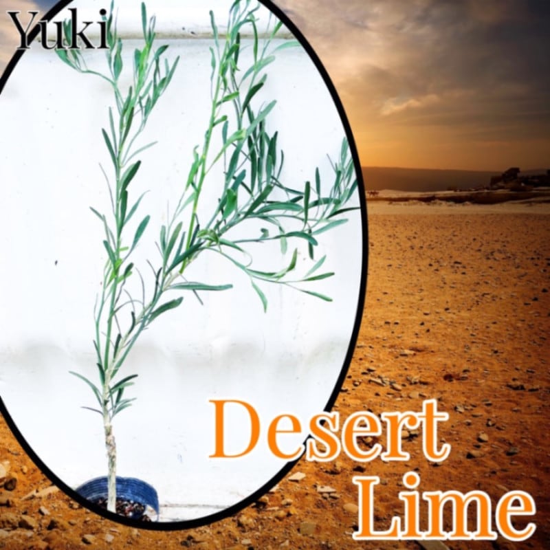 [ͽ]ǥȡ饤/Citrus glauca ġλȯ