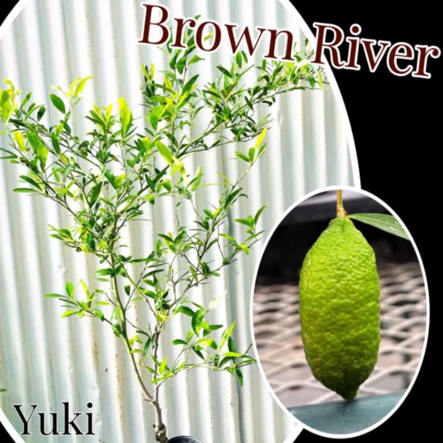 [予約商品]ブラウンリバー/Citrus wintersii 接木苗／生産完了次第発送