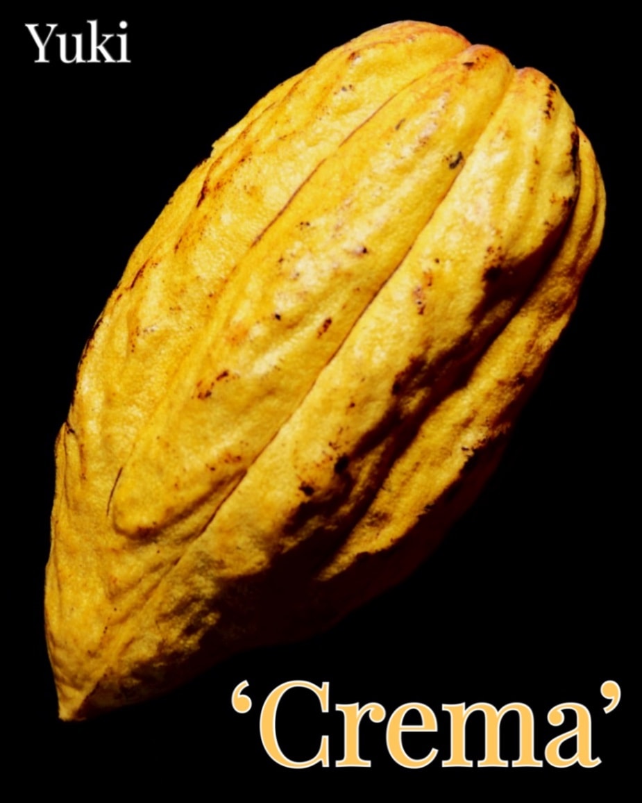 クリオロ(criollo)カカオ苗種子販売 チョコレートの木通販ならユーキーズ