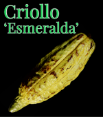  ꥪ[ʼ:]Theobroma cacao  Esmelarda