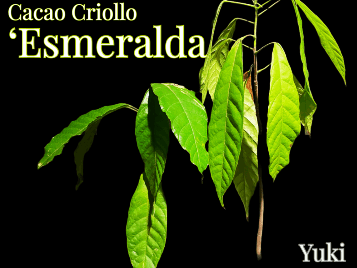 カカオ クリオロ種の通販、販売ならユーキーズ。