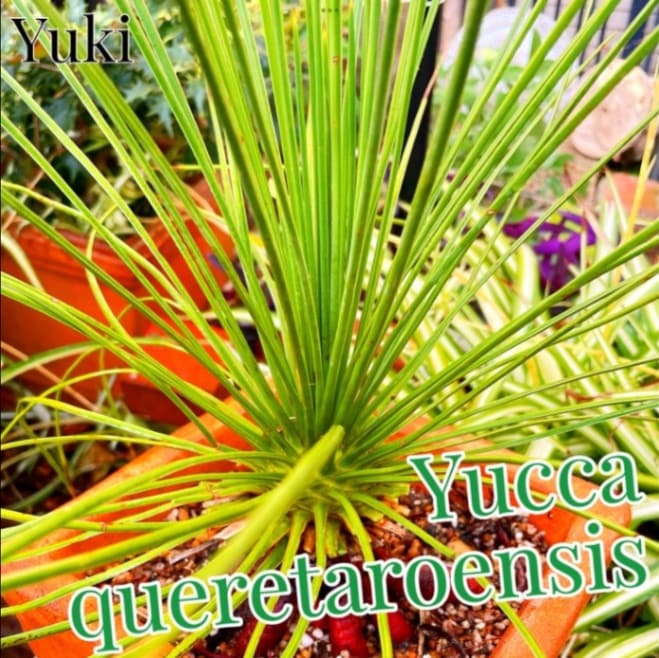ペ*僧様 ユッカ　ケレタロエンシス　ワイドリーフ ユッカ ケレタロエンシス ワイドリーフ 大苗 ユッカ ケレタロエンシス