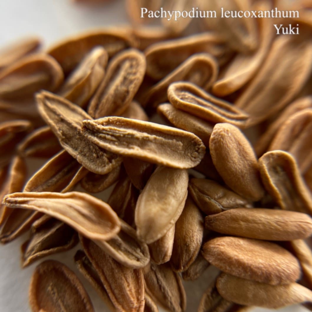 [予約商品]パキポディウム・レウコキサンタム Pachypodium leucoxanthum 種子／生産完了次第発送
