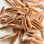 [ͽ]ѥݥǥࡦڥ Pachypodium cactipes ҡλȯ