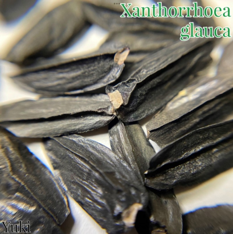 ������ȥ����������饦�� Xanthorroea glauca ���