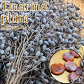 [ͽ����]���ޥ��ɡ��ץ��/Dialium indica ��ҡ�������λ����ȯ��