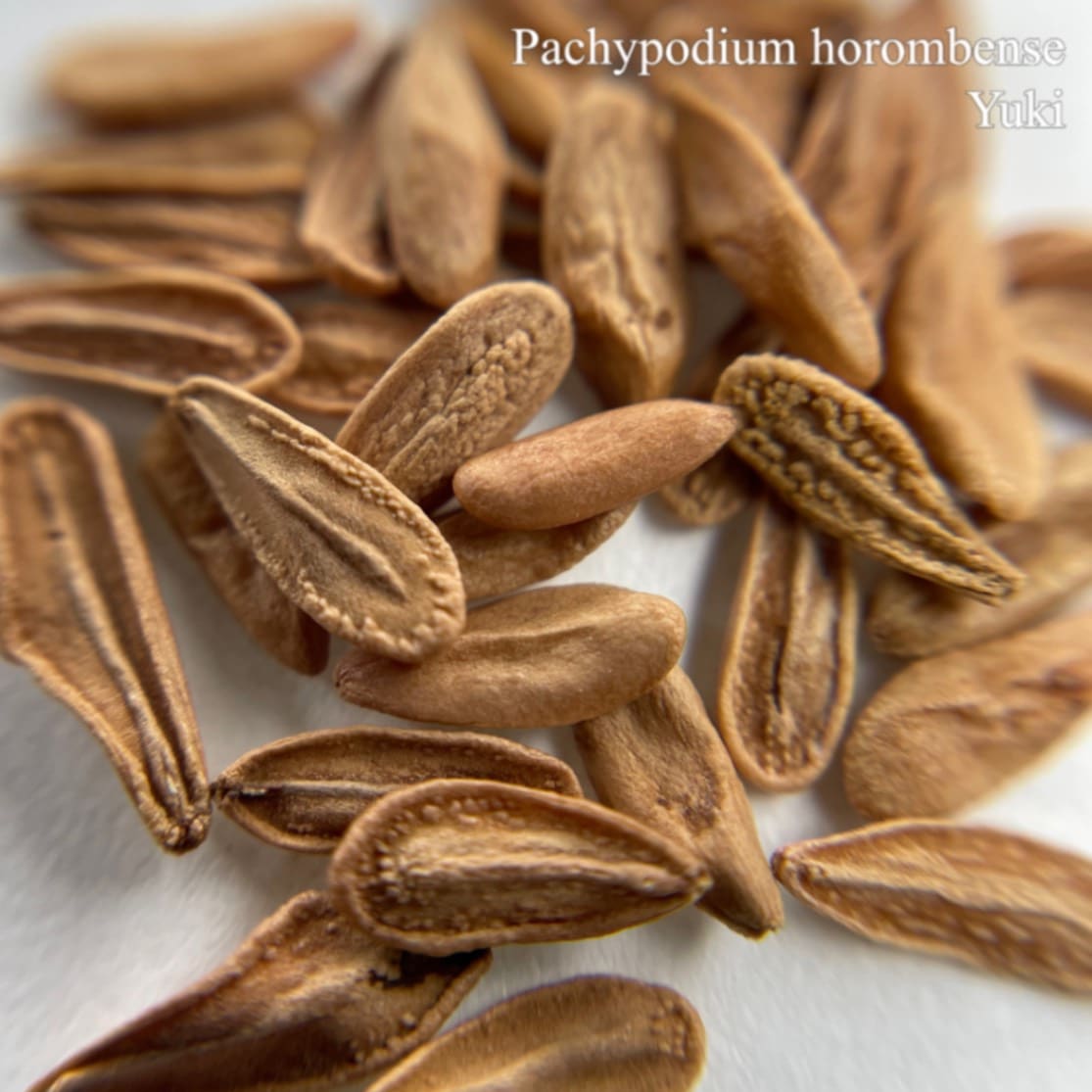 [予約商品]パキポディウム・ホロンベンセ Pachypodium horombense 種子／生産完了次第発送