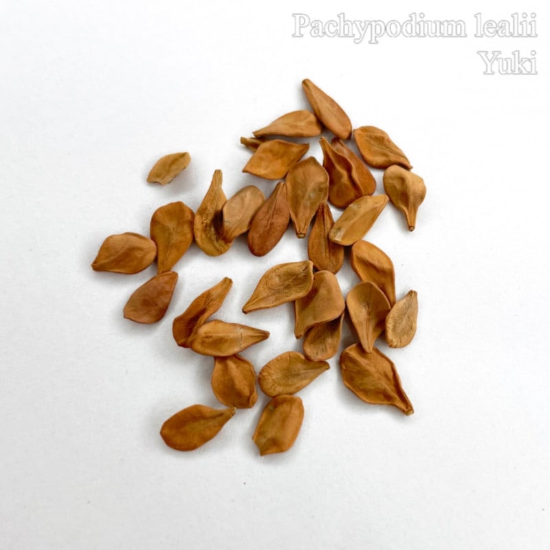 種子 100粒 パキポディウム レアリー Pachypodium lealii