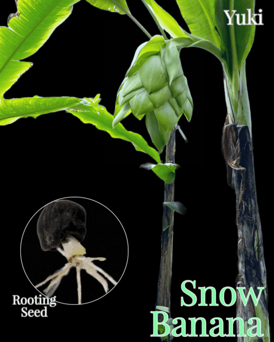 [予約商品]スノー・バナナ Ensete glaucum [バナナ]／生産完了次第発送