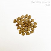 [ͽ]٥쥢Υ饨 Ibervillea sonorae ҡλȯ