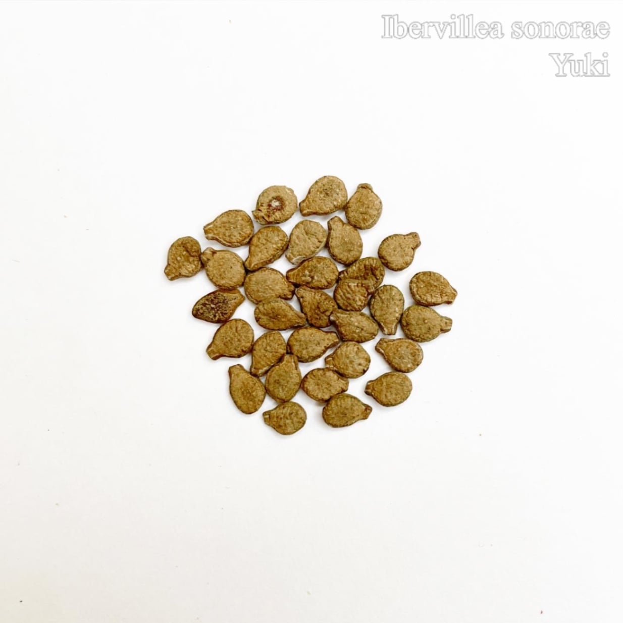 [予約商品]イベルヴィレア・ソノラエ Ibervillea sonorae 種子／生産完了次第発送