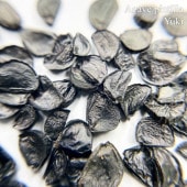 [ͽ����]�����١��ԥ�ƥ��� Agave pintilla ��ҡ�������λ������λ����ȯ��