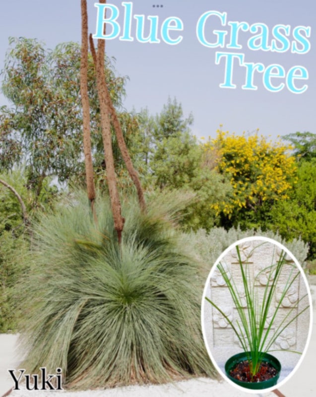 特大 クサントロエア 慌ただしい グラウカ xanthorrhoea glauca