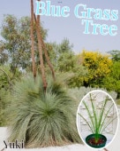 世界のクサントロエア(Xanthorrhoea)グラスツリーの苗種子販売