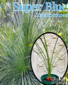 [ͽ]ȥ /ѡ֥롼 ġλȯ