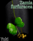 ߥեե饻/Zamia furfuracea 