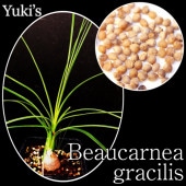 ܡͥ饭ꥹBeaucarnea gracilius 