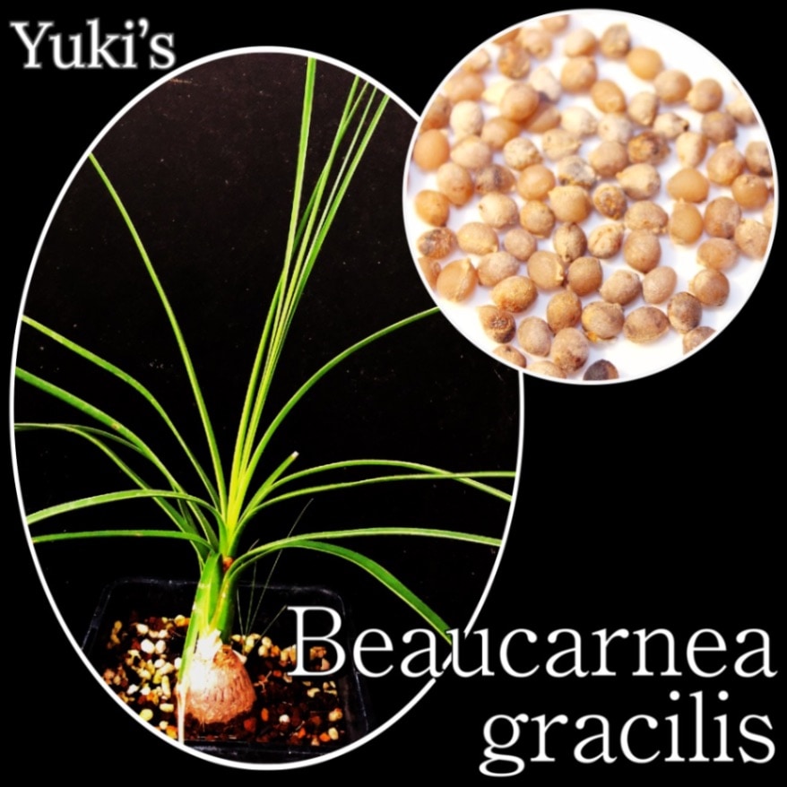 ボーカルネア・グラキリス／Beaucarnea gracilius 種子