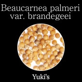 ܡͥѥꡦ֥ǥBeaucarnea palmeri var. brandeggei 